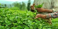آخرین وضعیت واردات چای + جزئیات