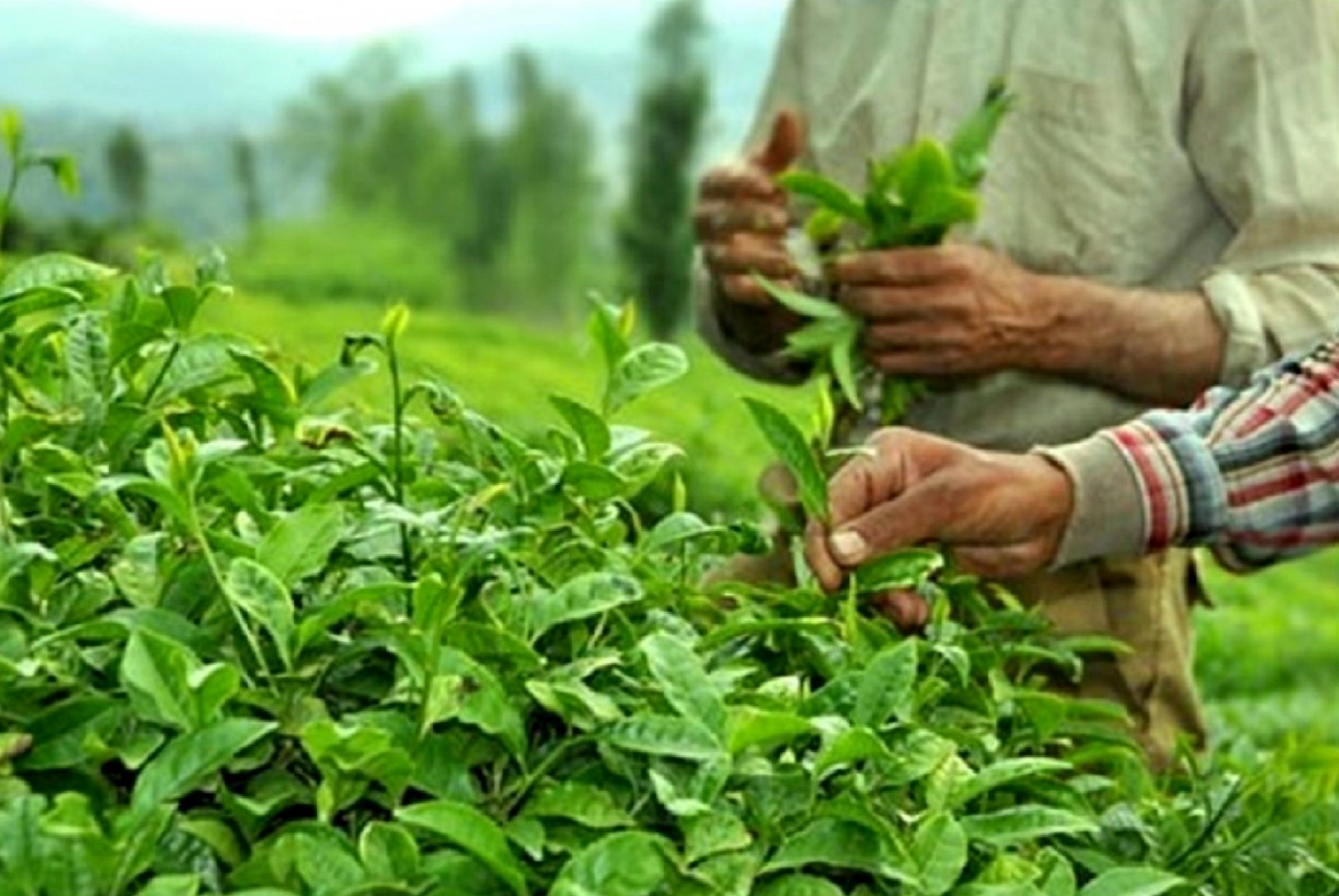 آخرین وضعیت واردات چای + جزئیات