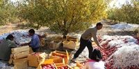 تابستان گرمی در راه است 