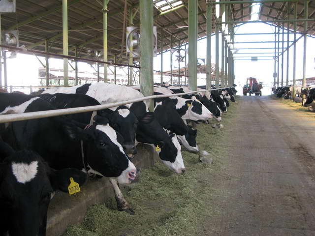 صنایع لبنی شیر خام را کمتر از 1250 تومان می خرند