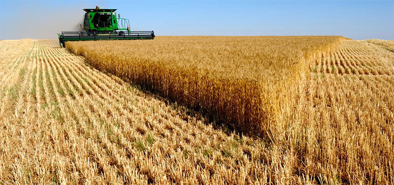 سطح زیر‌کشت گندم آمریکا کاهش می‌یابد