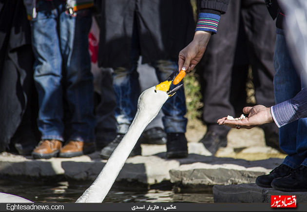 به پرندگان چیپس و پفک ندهید
