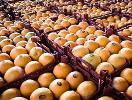 جدیدترین قیمت میوه و صیفی در بازار

