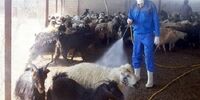 بازار گوشت تحت الشعاع تب مرگبار