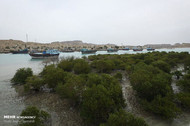 مناظر شگفت‌انگیز از جنگل حرای قشم