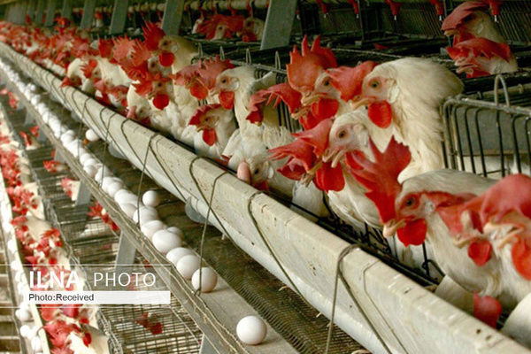 احتمال ایجاد بحران در بازار نوروزی مرغ 