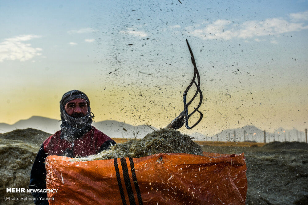  برداشت سنتی از گندم‌زارهای اراک+گزارش تصویری
