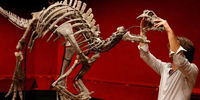 اعلام قیمت دایناسور 150 میلیون ساله در حراج!