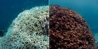 طی یک دهه صورت گرفت؛ تخریب 14 درصد صخره های مرجانی