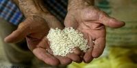 برنج باز هم گران می شود؟