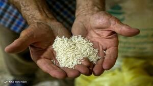 برنج باز هم گران می شود؟
