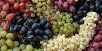 این میوه بهشتی، چاق کننده است!