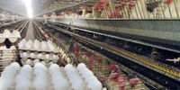 علت اصلی افزایش قیمت تخم مرغ/قیمت مصوب اعلام شد