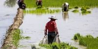 پیش بینی فائو از وضعیت تولید برنج و گندم در 2023