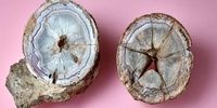 این سنگ عقیق ۱۷۵ساله تخم دایناسور از آب درآمد!+ عکس
