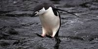 تصاویر| جنگ گرمایشی علیه پنگوئن‌های قطب جنوب