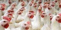 ورود مرغ به بازار با ارز نیمایی

