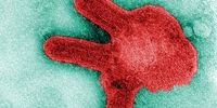 شیوع ویروس ناشناخته در آفریقا / سازمان بهداشت جهانی هشدار داد