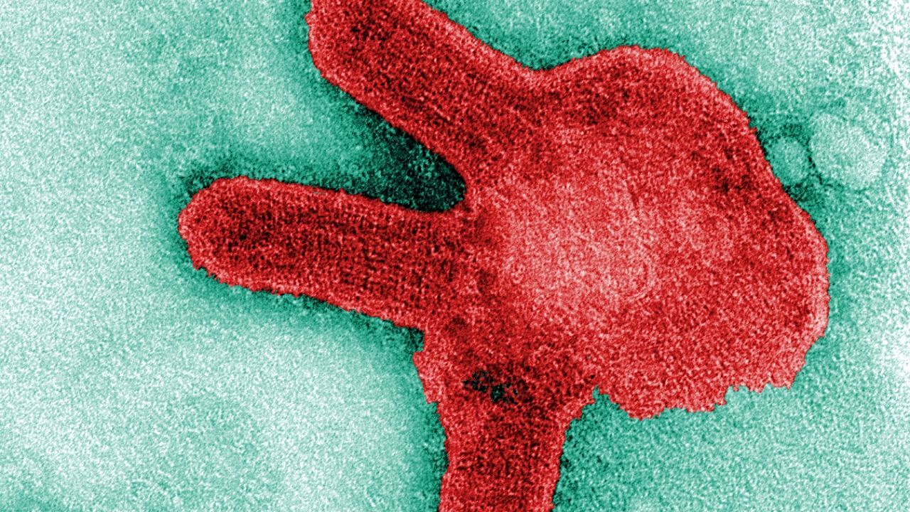 شیوع ویروس ناشناخته در آفریقا / سازمان بهداشت جهانی هشدار داد
