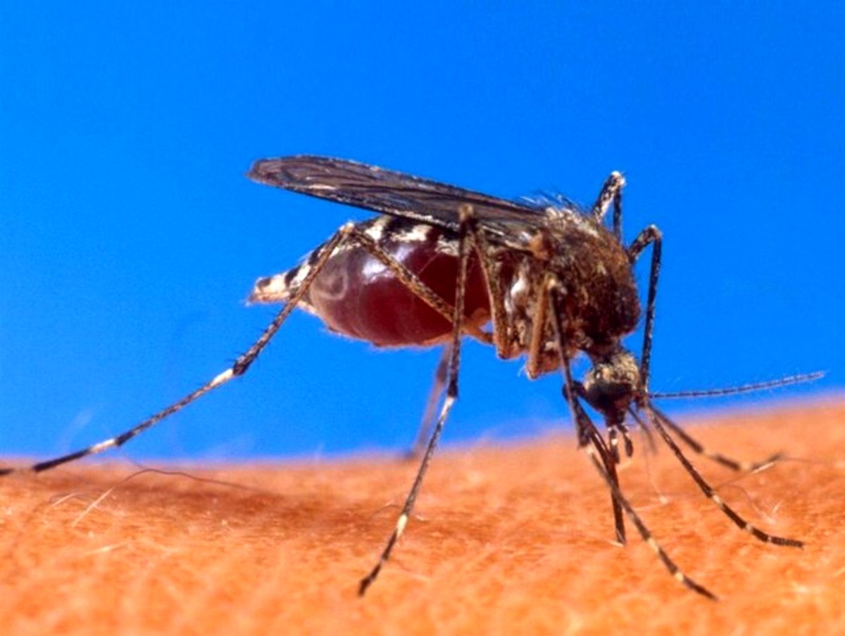 مشاهده پشه‌های ناقلِ یک ویروس فلج‌کننده انسان
