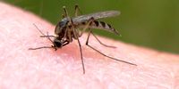 پاسخ علمی به ابهام انتقال ویروس کرونا توسط حشرات 