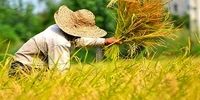 کاهش تولید و افزایش قیمت برنج در 2023؛ از گندم چه خبر؟