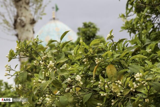 بوی بهار نارنج در اردیبهشت شیراز