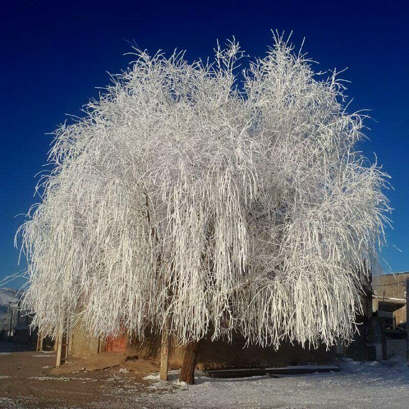 تصویری عجیب از یخ زدن کامل درخت در لرستان! +عکس