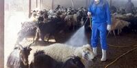 تکذیب ‌شیوع تب کریمه در مازندران 