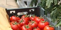 ضربه فنی سرطان و فشار خون با مصرف این مواد غذایی 