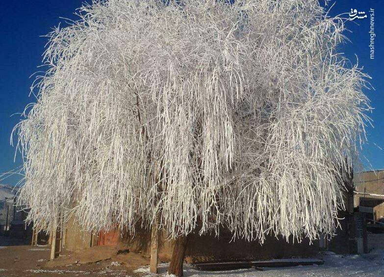 تصاویری  جذاب و دیدنی از  درختان یخی در شهرکرد