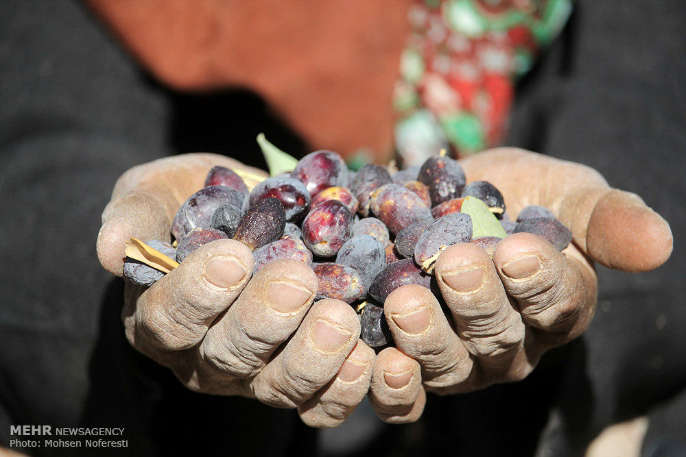این 6 خوراکی برای قلب معجزه می کند