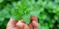 معجزه نعنا برای بدن 
