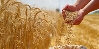 پس‎‌لرزه جنگ آمریکا با ایران به فائو رسید؛ کاهش تولید گندم در جهان کلید خورد