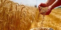 بلاتکلیفی کشاورزان/ قیمت تضمینی گندم هنوز به‌ صورت رسمی اعلام نشده است