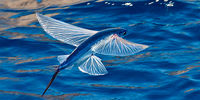 این ماهی پرنده بیش از 70 کیلومتر پرواز می‌کند