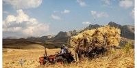 خبر مهم درباره پرداخت مطالبات گندمکاران