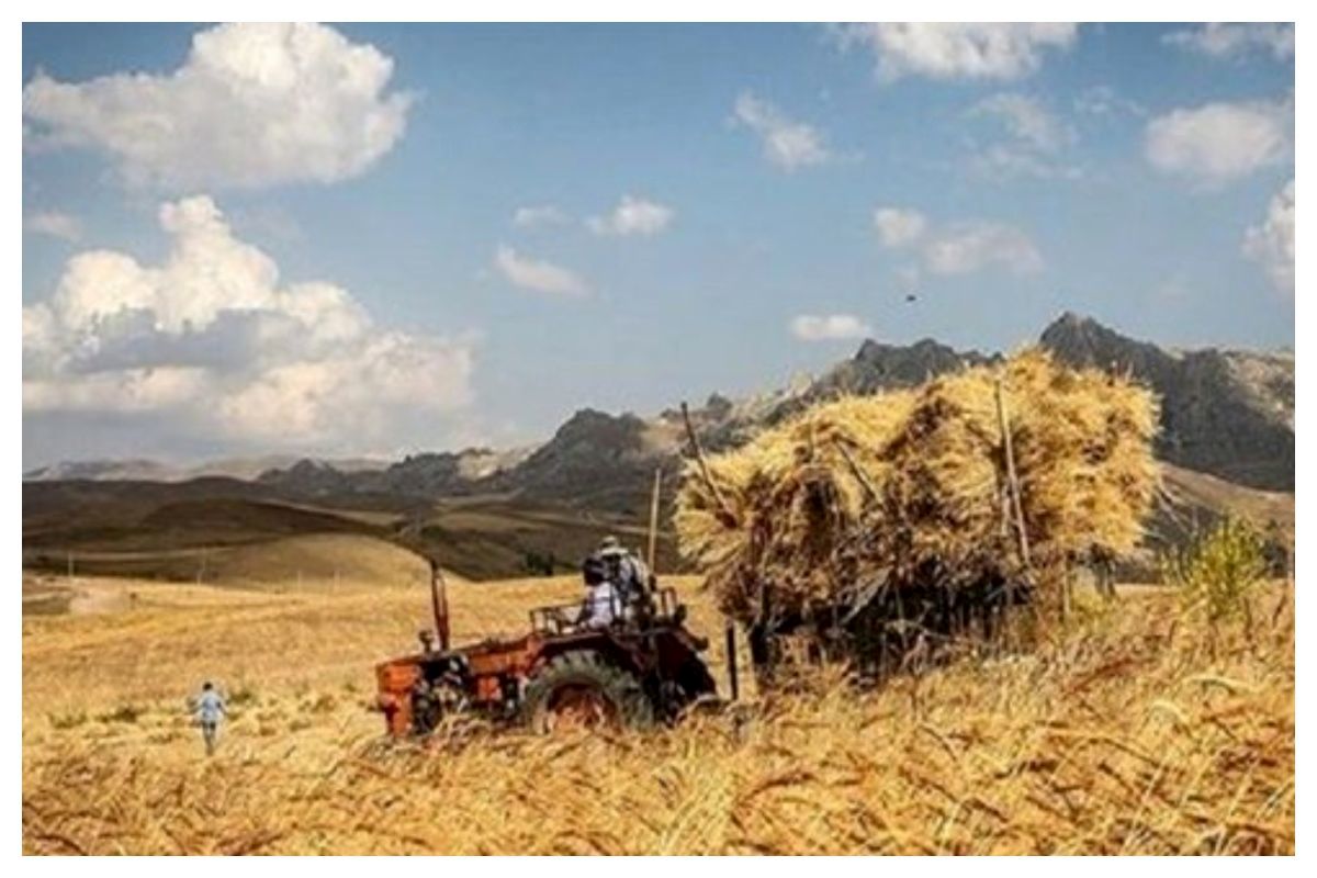 خبر مهم درباره پرداخت مطالبات گندمکاران
