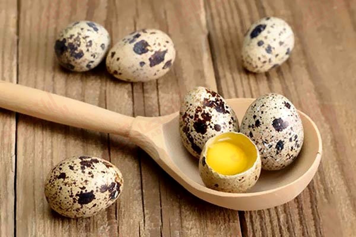 بعد از 40 سالگی از خوردن تخم این پرنده غافل نشوید!