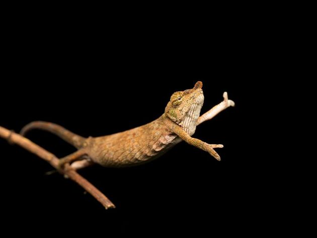 WildLife 1