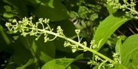 گیاه جادویی ضد سرطان با نامی عجیب

