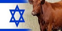 ماجرای گاو جنجالی صهیونیست‌ها چیست؟+ فیلم