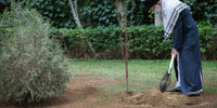 درختی که رهبر انقلاب امسال کاشتند+عکس