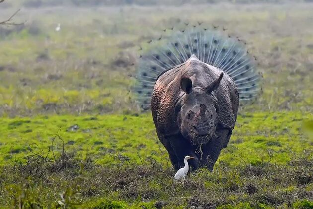 WildLife 2