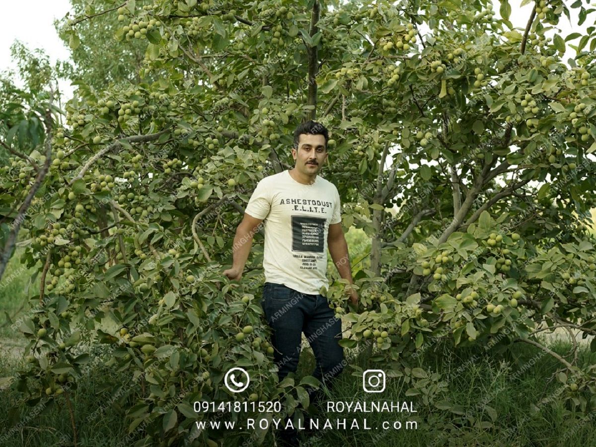 کسب درآمد میلیونی با کاشت نهال گردو 80 هزار تومانی، فقط 3 روز فرصت دارید