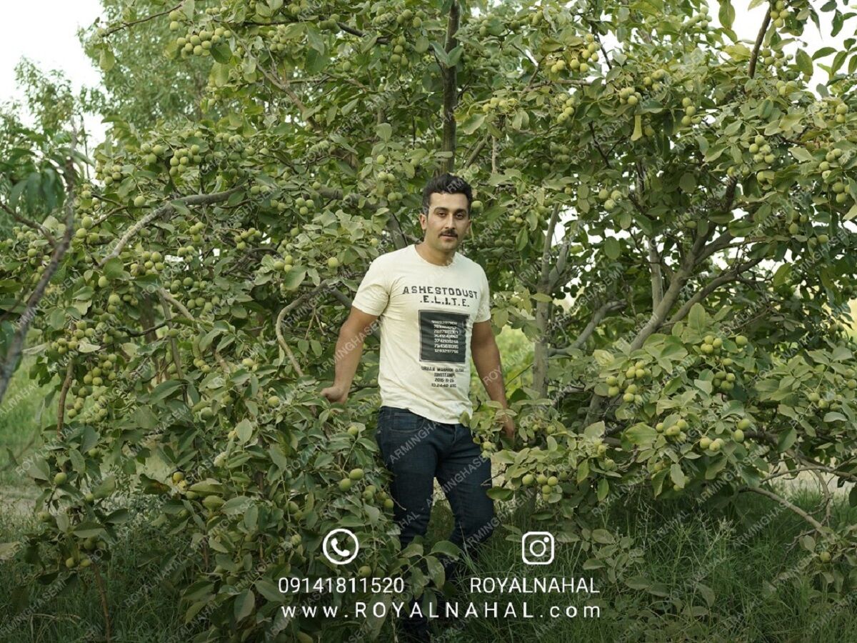 کسب درآمد میلیونی با کاشت نهال گردو 80 هزار تومانی، فقط 3 روز فرصت دارید