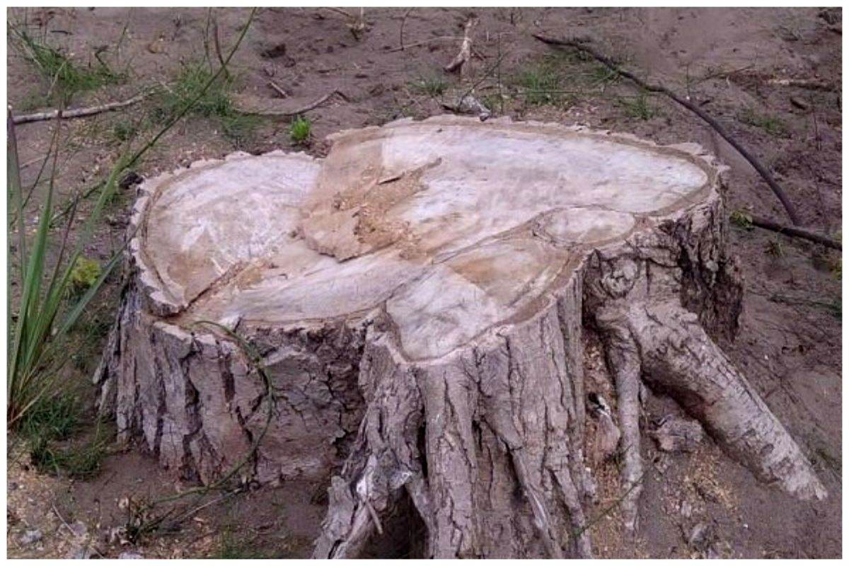 دستور دادستانی تهران درباره موضوع خشک شدن درختان چیتگر