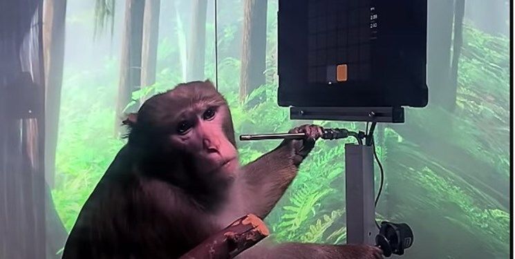 چین مغز یک میمون را با رایانه ارتباط داد