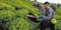  چای ایران به این کشورها صادر می شود
