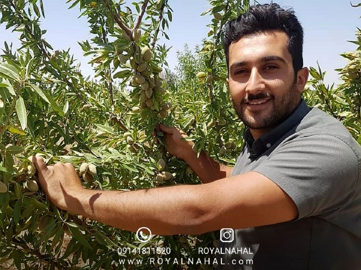 خرید نهال بادام اصیل دیرگل و دیمی از بزرگترین تولید کننده نهال بادام در ایران